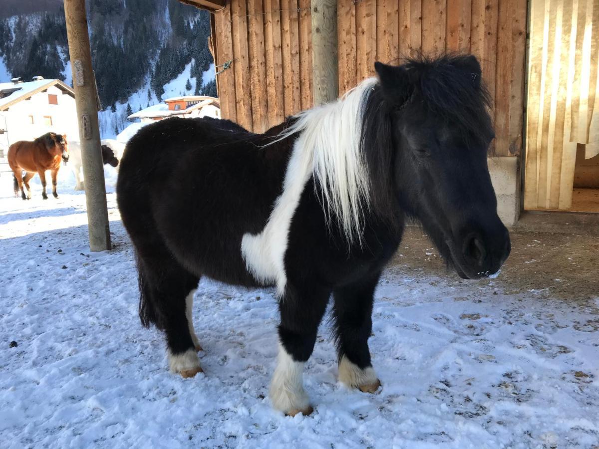 Pony-Ziegen-Hasen-Ranch Bichlbach Daire Dış mekan fotoğraf
