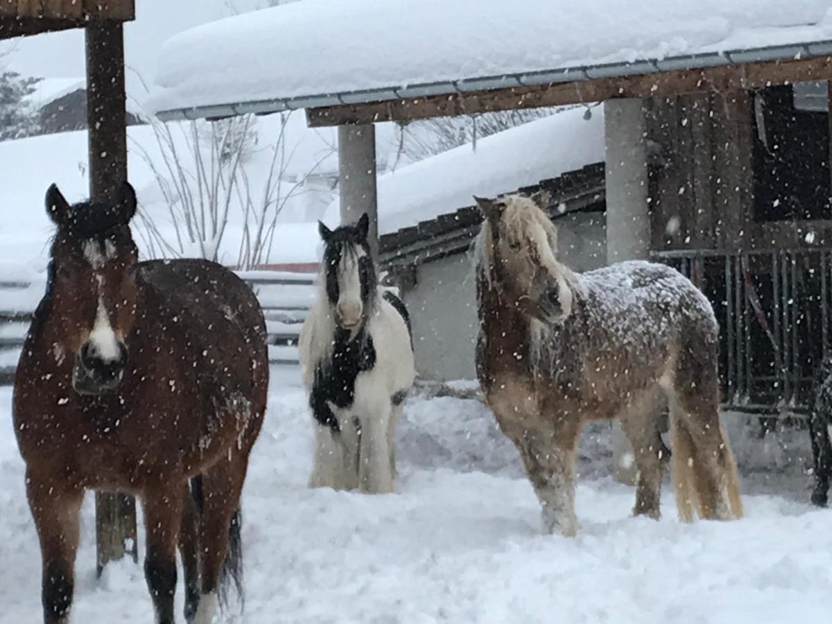 Pony-Ziegen-Hasen-Ranch Bichlbach Daire Dış mekan fotoğraf