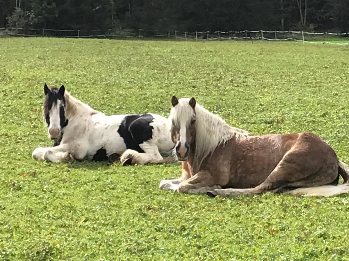 Pony-Ziegen-Hasen-Ranch Bichlbach Daire Dış mekan fotoğraf